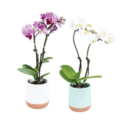 Orchidee In Keramiek